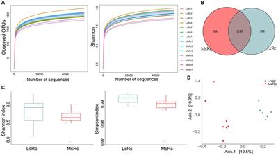 Effects of Leymus chinensis hay and alfalfa hay on growth performance, rumen microbiota, and untargeted metabolomics of meat in lambs